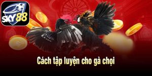 Cách tập luyện cho gà chọi