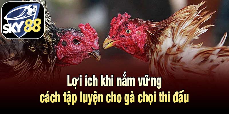 Lợi ích khi nắm vững cách tập luyện cho gà chọi thi đấu