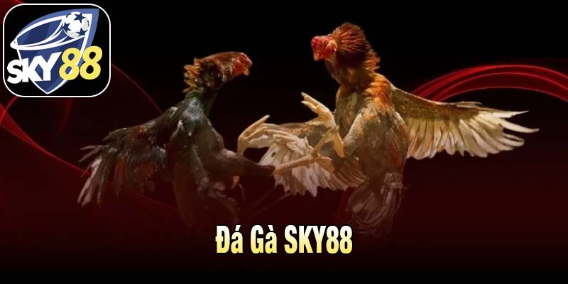 Lý do đá gà SKY88 được đông đảo người chơi tin chọn