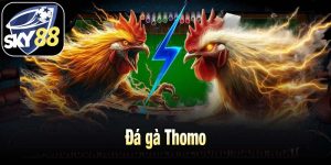 Đá gà Thomo